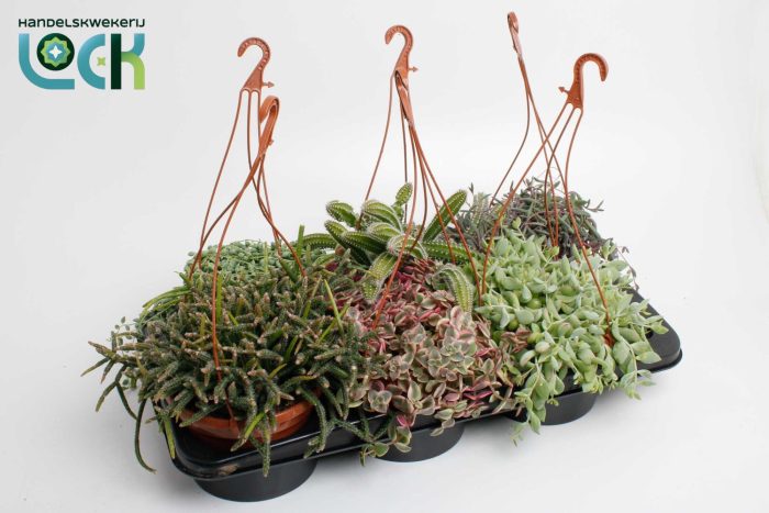 Succulenten mix hanging, D 15