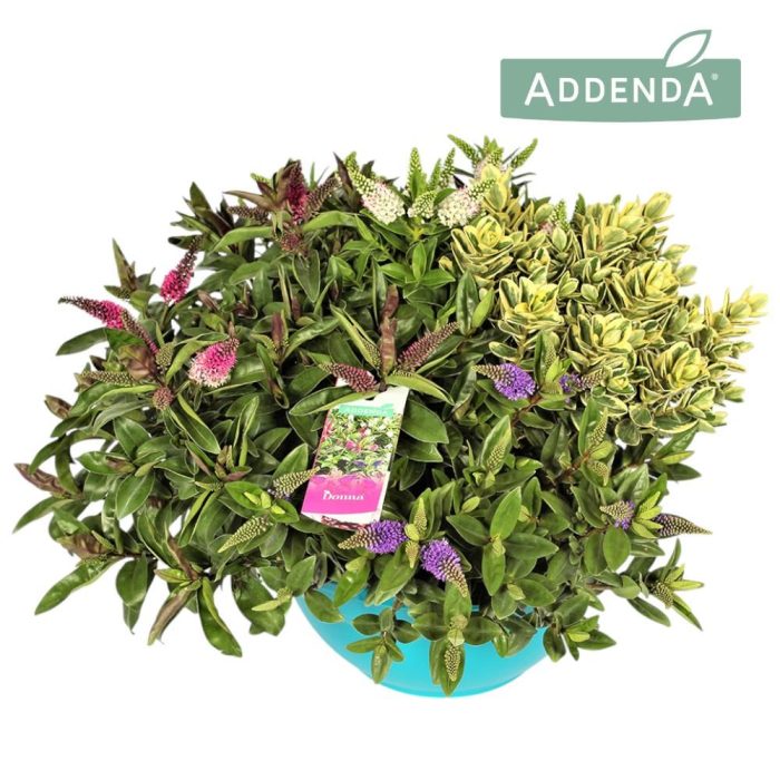 Hebe Addenda® Donna® Quattro Groen + Bont Ton Sur Ton P30, D 30
