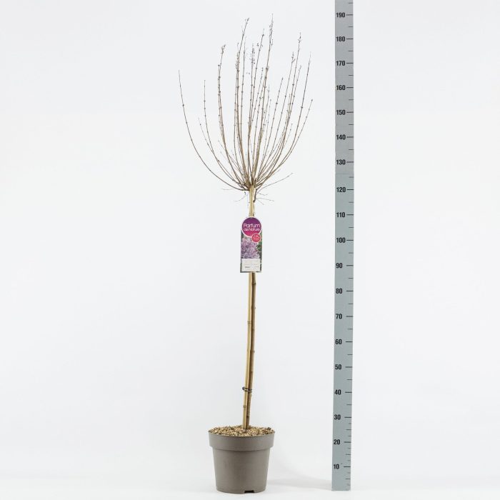 Syringa Sugar Plum Fairy‘ ®, stam 90, 2-jarig, C10, D 27
