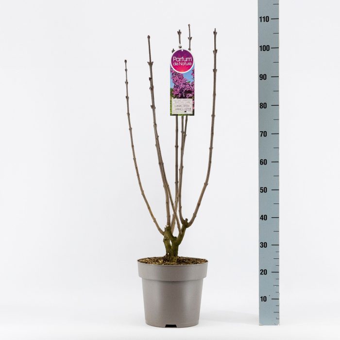 Syringa vul. And. an Ludwig Späth, 2-jarig, C10 Solitair, D 27