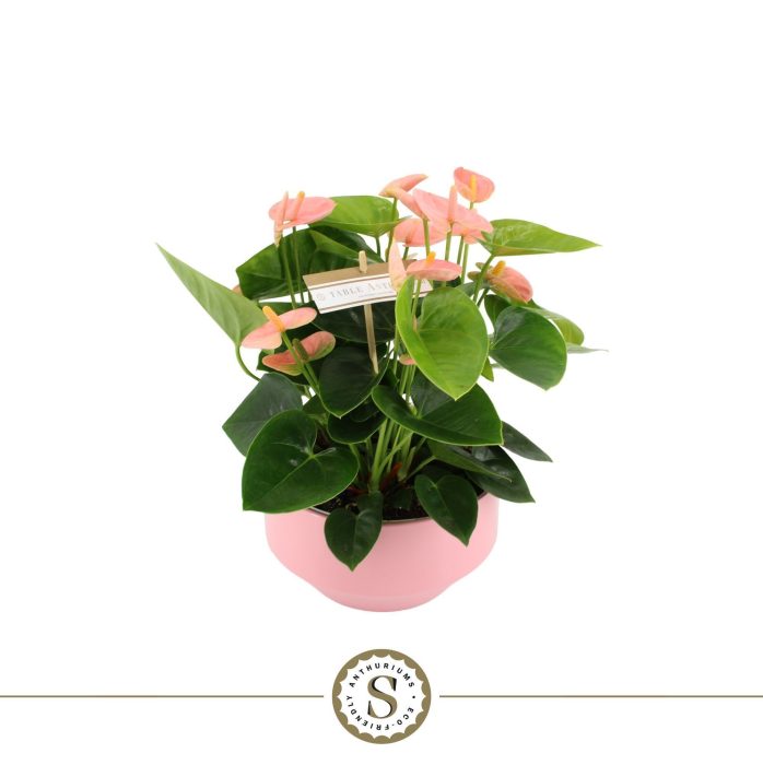 Table Anthurium Spirit in Lucca Keramiek, D 17