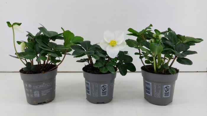 TDM P10.5 : Helleborus niger Christmas Carol, D 10,5