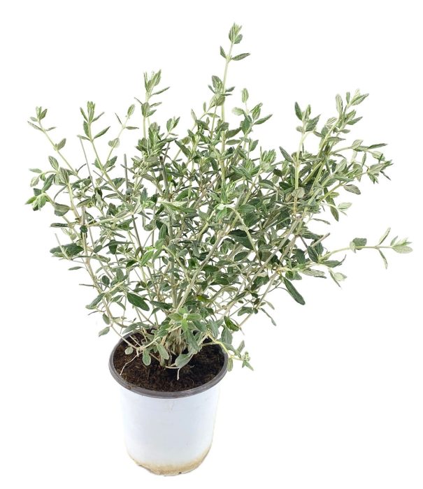 Teucrium fruticans, D 17