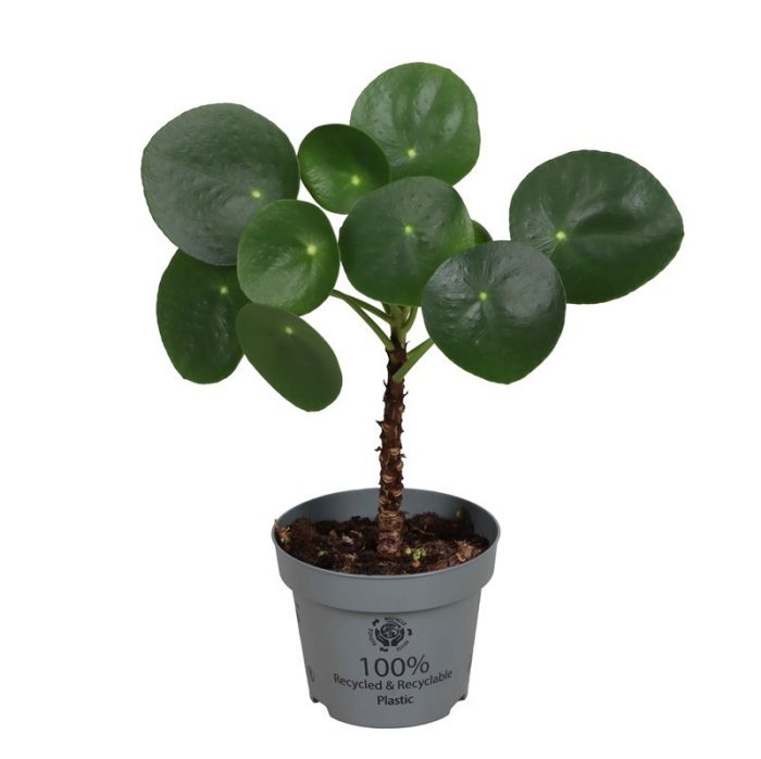 PILEA PEPEROMIOIDES, D 12