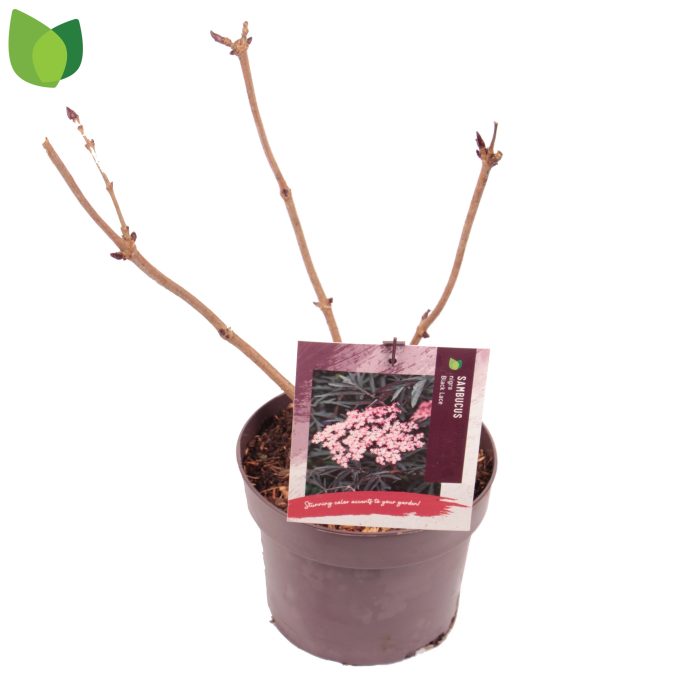 Sambucus nigra Black Lace C3/P19, D 19