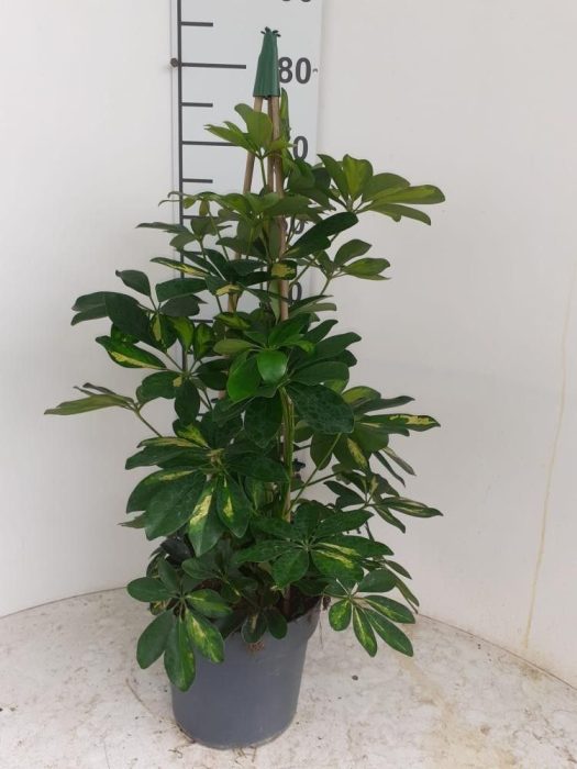 Schefflera Gold Capella P21, D 21