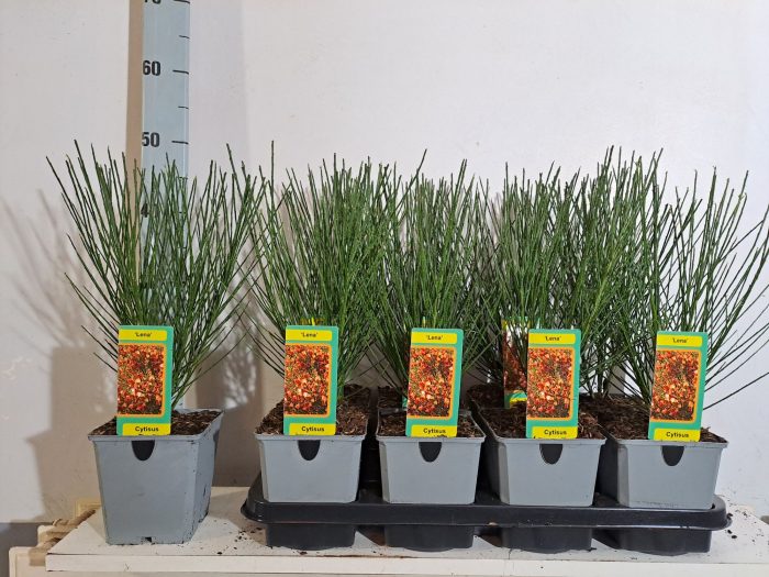 Cytisus Lena, D 13