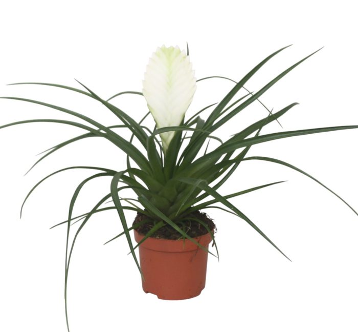 Tillandsia cyanea 'Biancini', D 9