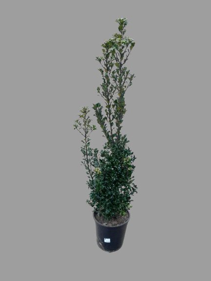 Ilex Meserveae 125/150, D 27