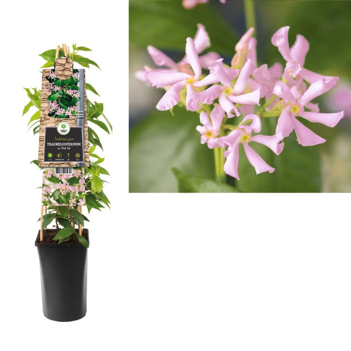 Trachelospermum as. Pink Air +3.0 label, D 17