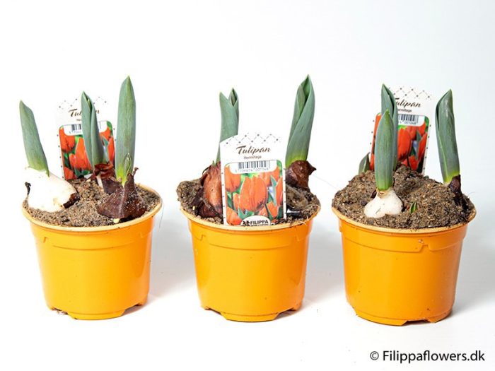 TULIPA FERGANICA 'Hermitage', D 10
