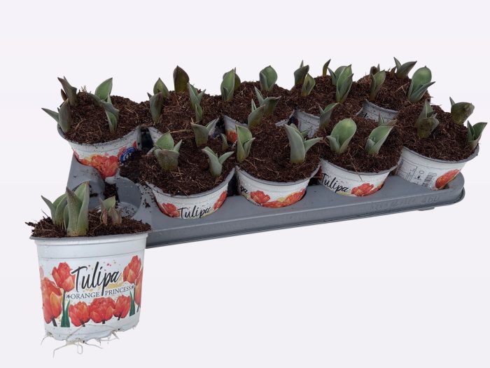 Tulp Orange Princess, D 12