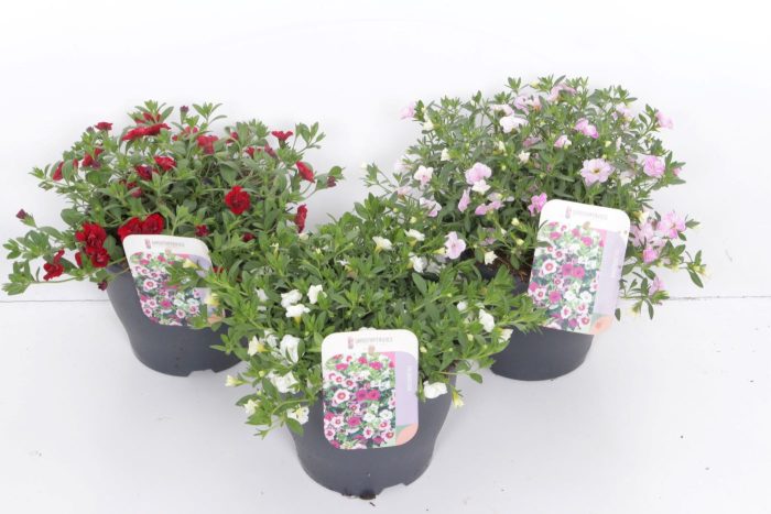Calibrachoa Can Can Double mix, D 23