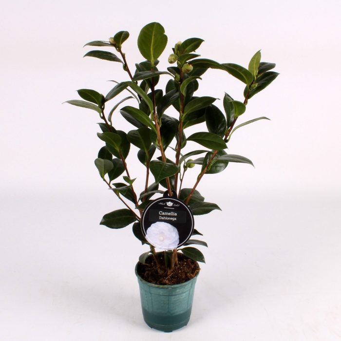Camellia White, D 12