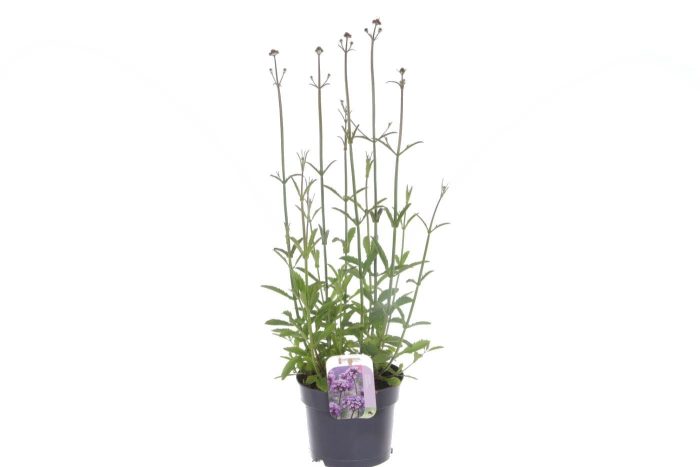 Verbena bonariensis Bonnie Blue, D 17