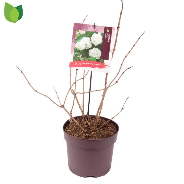 Viburnum opulus 'Roseum' C7,5/P26, D 26