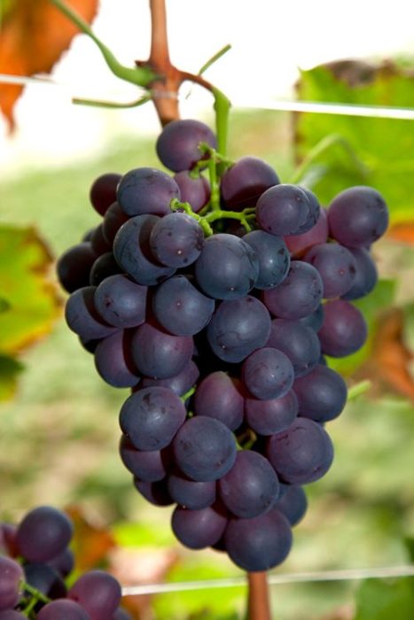 Vitis 'Zilga' +Bee label, D 15