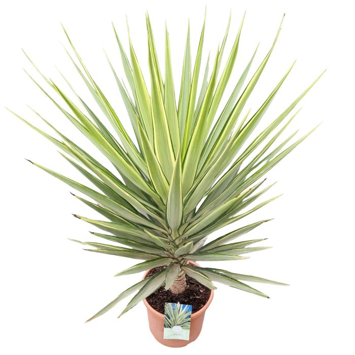 Yucca elephantipes 'Jewel', D 29