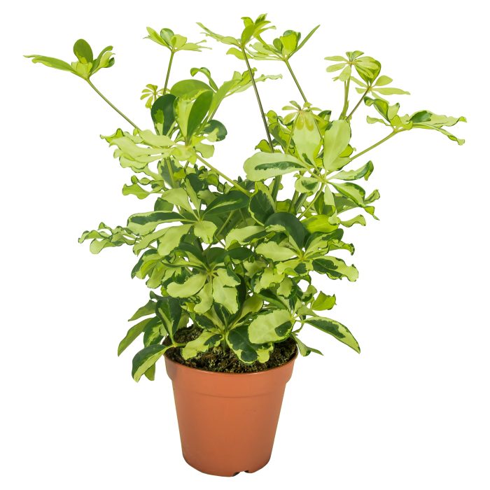 Schefflera Charlotte Vertakt, D 13
