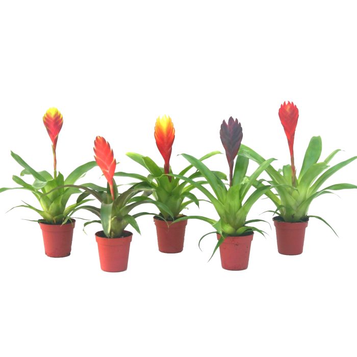 Vriesea Mix, D 5,5