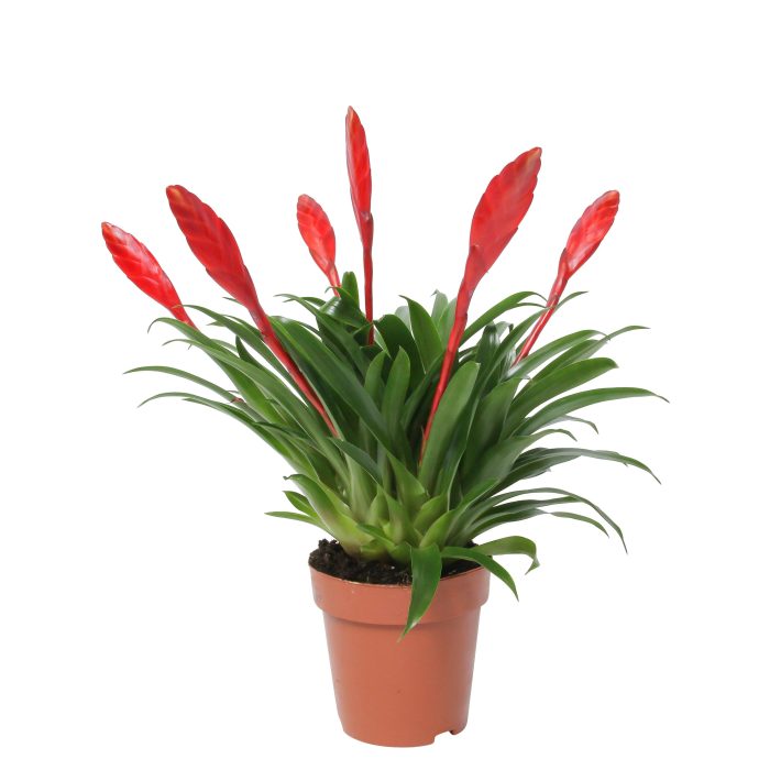Vriesea Multiflower Conchita Rood (zonder Hoes), D 12