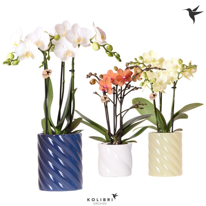 Kolibri Orchids Phalaenopsis mix 3 spike in Candy pot blue mix, D 9