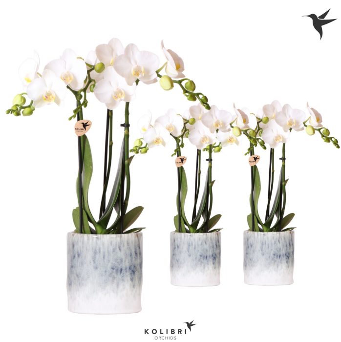 Kolibri Orchids Phalaenopsis white 3 spike in Sky pot, D 9