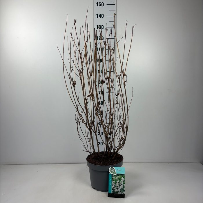 Weigela Candida, D 29