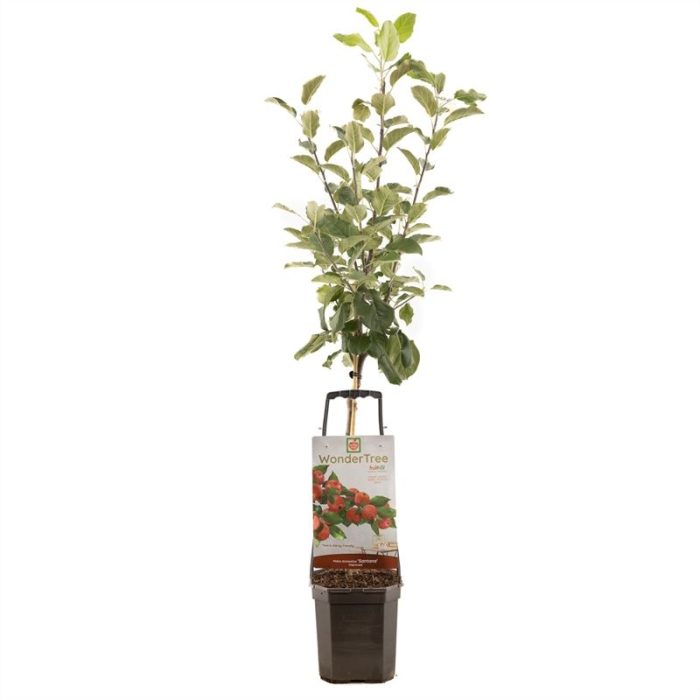 Wonder Tree Santana Allergie geschikte appel, D 24