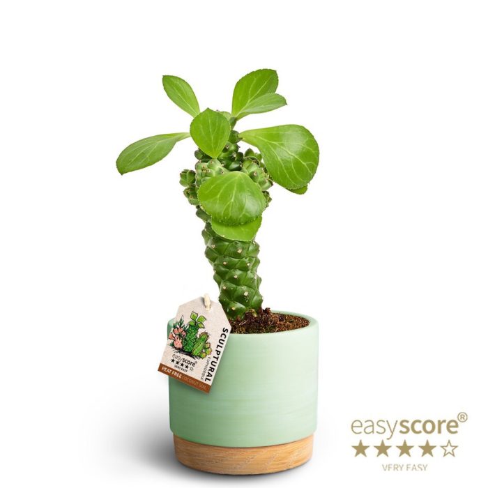 Woodbase Green Mathca, Euphorbia ritchiei, D 12
