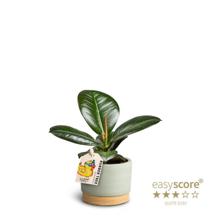 Woodbase Green, Ficus elastica ´Sofia´, D 7