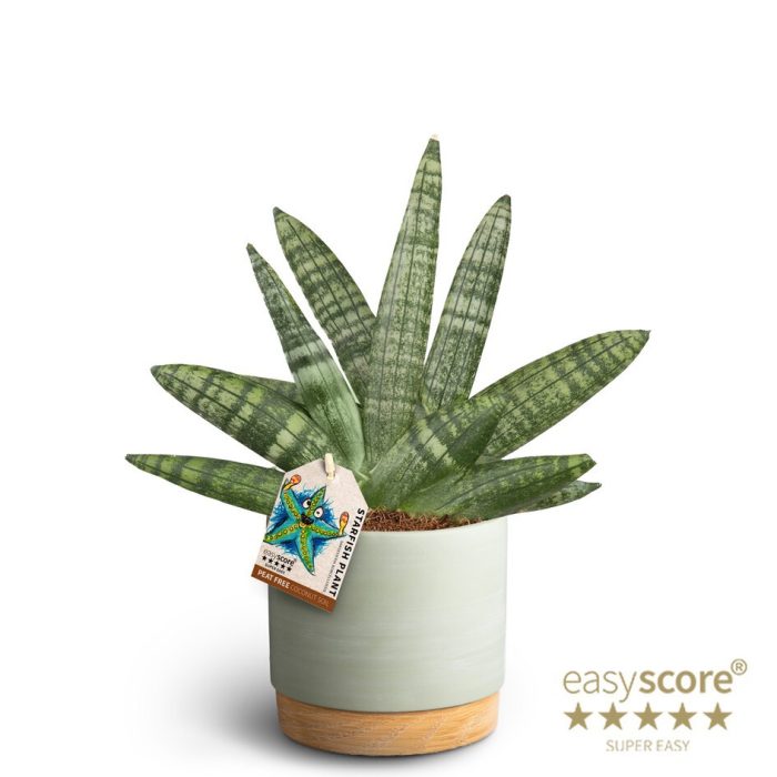 Woodbase Green, Sansevieria Boncellensis, D 12
