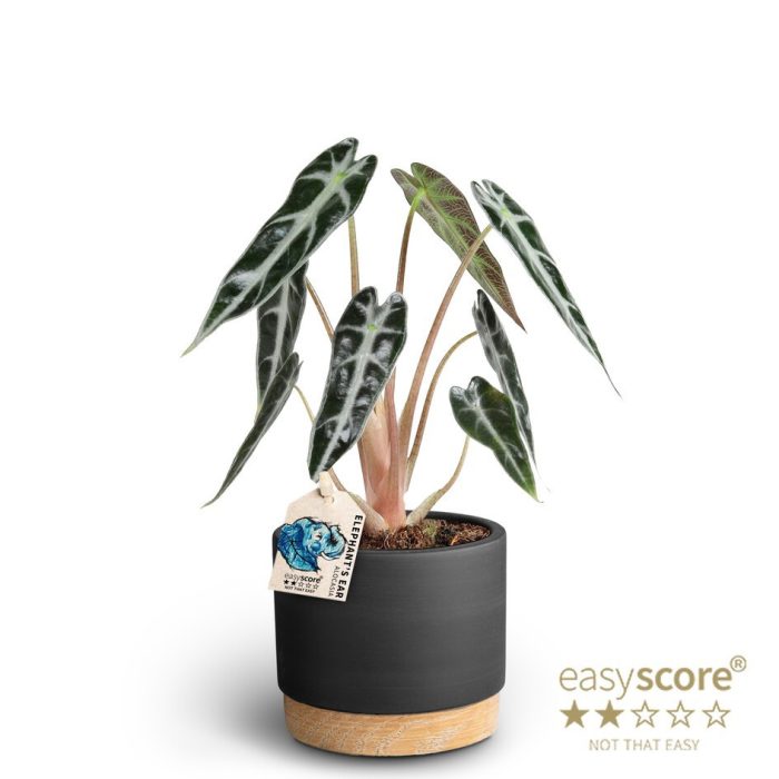 Woodbase Liquorice, Alocasia ´Bambino´, D 10
