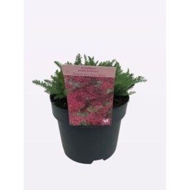 779 DVDS : Pot 19 cm Achillea different colors, D 19