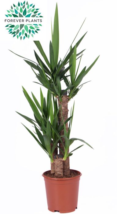 Yucca p21, 60+30+20 (1+ KOP), D 21