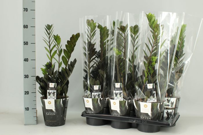 Zamioculcas Raven 17 cm, D 17