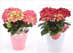 Zink hart pot 15cm, D 15