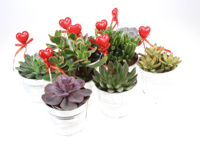 Zink succulenten mix + hartje, D 10,5
